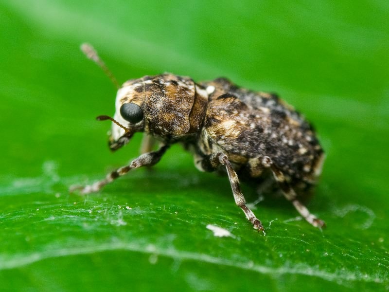 Dissoleucas niveirostris (Fabricius, 1798)